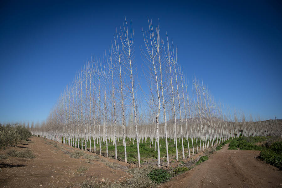 Hectáreas de Vega convertidas en un lodazal, 15 caminos casi intransitables, pérdidas millonarias... Es el rastro del temporal que persiste en Granada. 