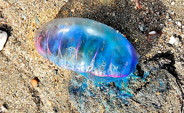 Es una colonia de hidrozoos, en la que los tentáculos poseen numerosos organismos urticantes de alta peligrosidad