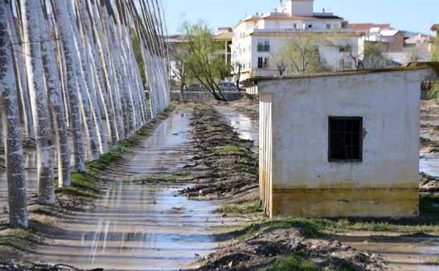 Una plantación de chopos anegado tras las inundaciones. 