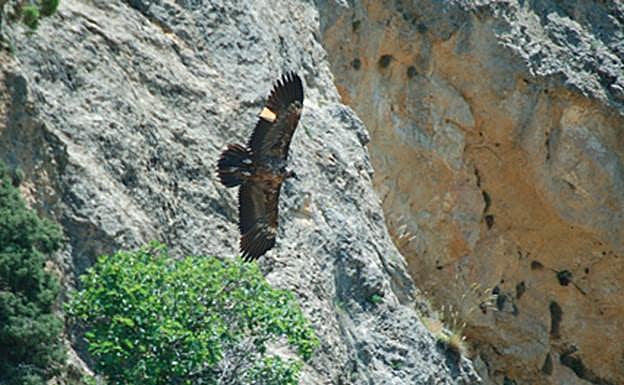 Tono, el padre del polluelo recién nacido, vuela sobre Cazorla. 