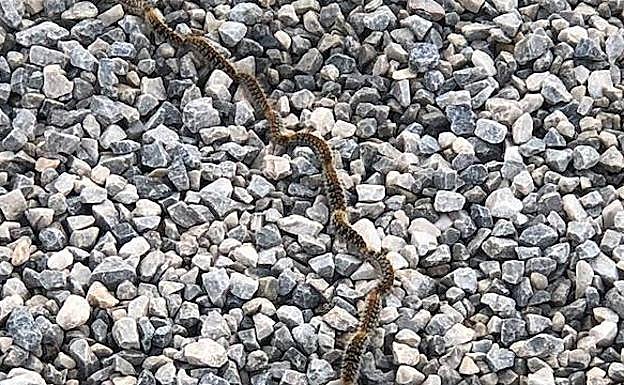 Una de las imágenes de la procesionaria en el parque canino compartida por Centro Veteriniario Albayda.