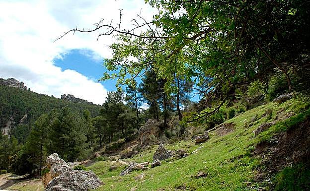 Laderas cubiertas de pinares y flora autóctona