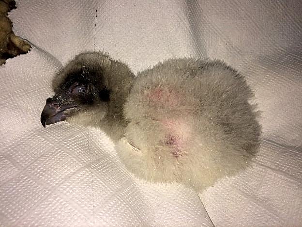 En la imagen, un pollo de quebrantahuesos.