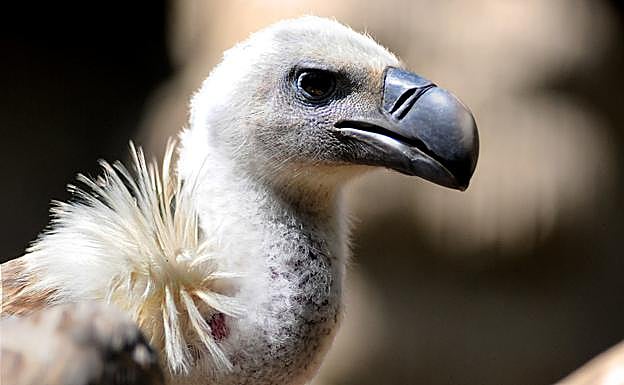 El parque de Castril es territorioo de buitres. Es fácil observarlos sobre sus cerros. Imagen de un buitre leonado.
