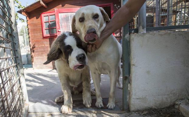 Imagen de archivo. Perros en una residencia canina de Granada.