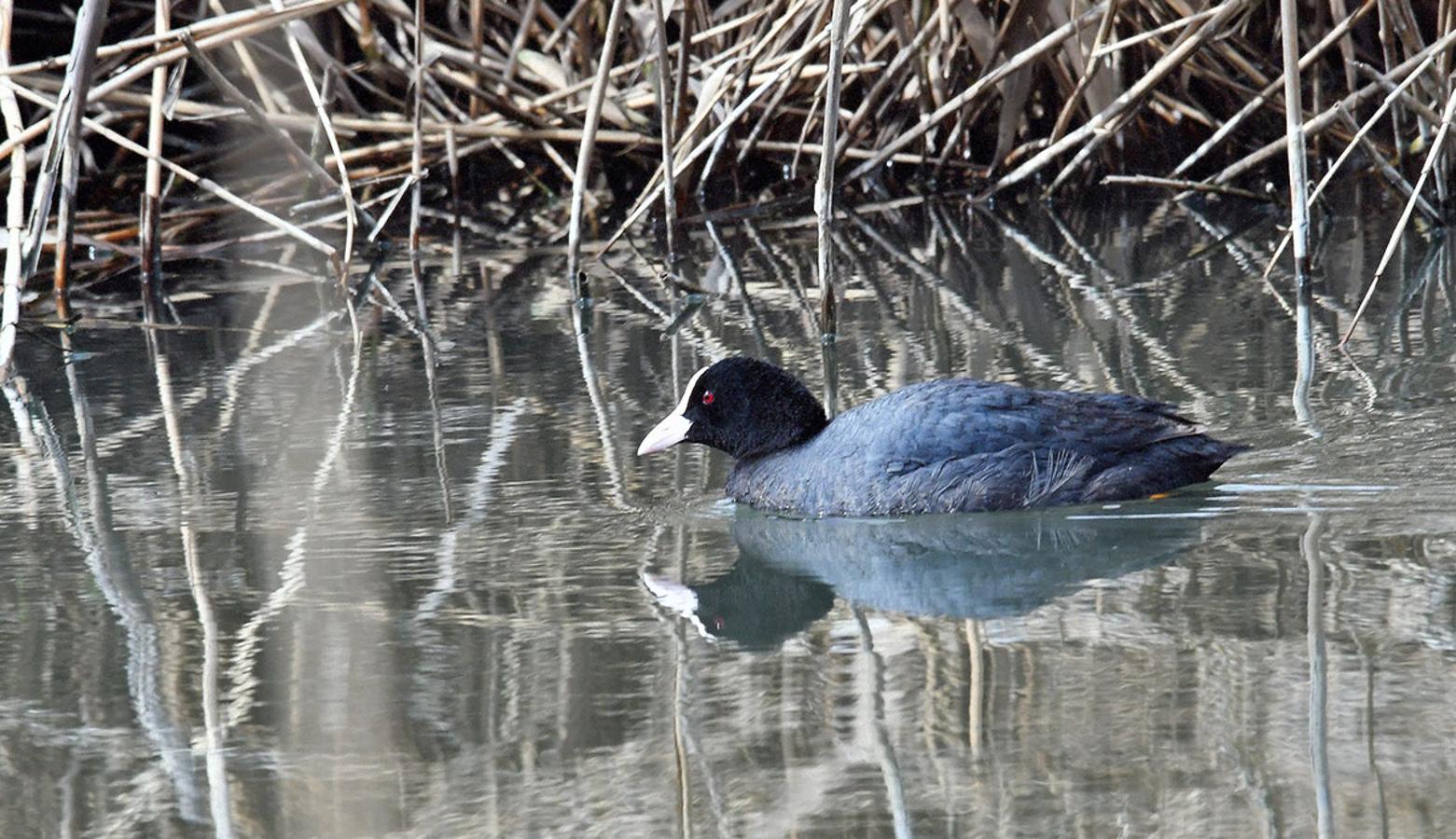 Una focha común, Fulica atra, en la madre Maestra