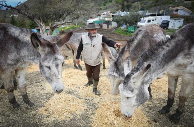 Rafael Fuentes posa entre sus burros en la Reserva Las Bellotas, en Monachil (Granada), en las faldas de Sierra Nevada. 