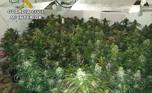 Más de 8.100 plantas marihuana incautadas y 27 detenidos en un mes en Granada
