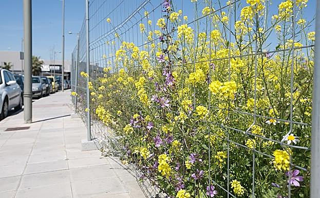 El jaramago o jamargo crece en casi cualquier descampado
