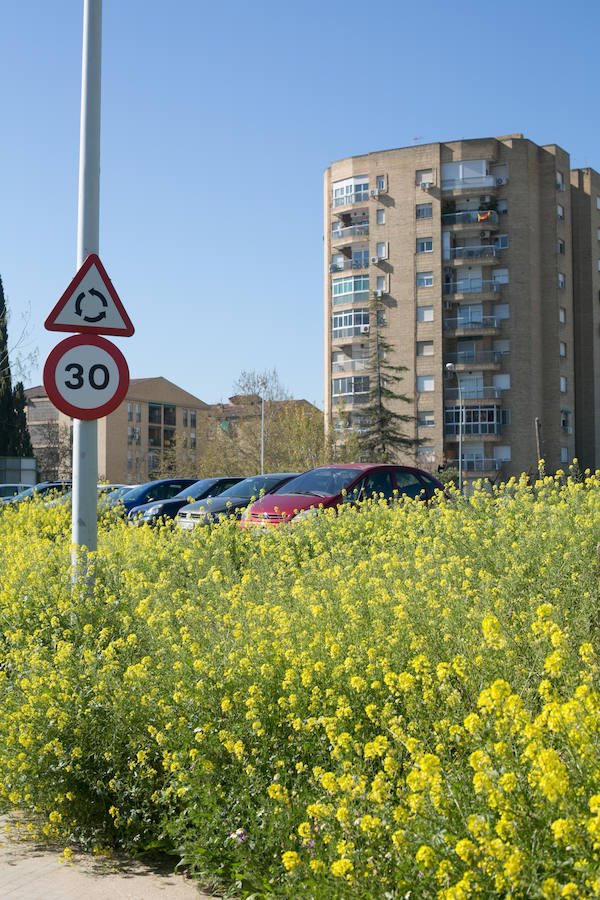 La lluvia ha hecho florecer a estas bellas plantas que inundan los campos abandonados, las cunetas y grandes zonas de la Vega de Granada 