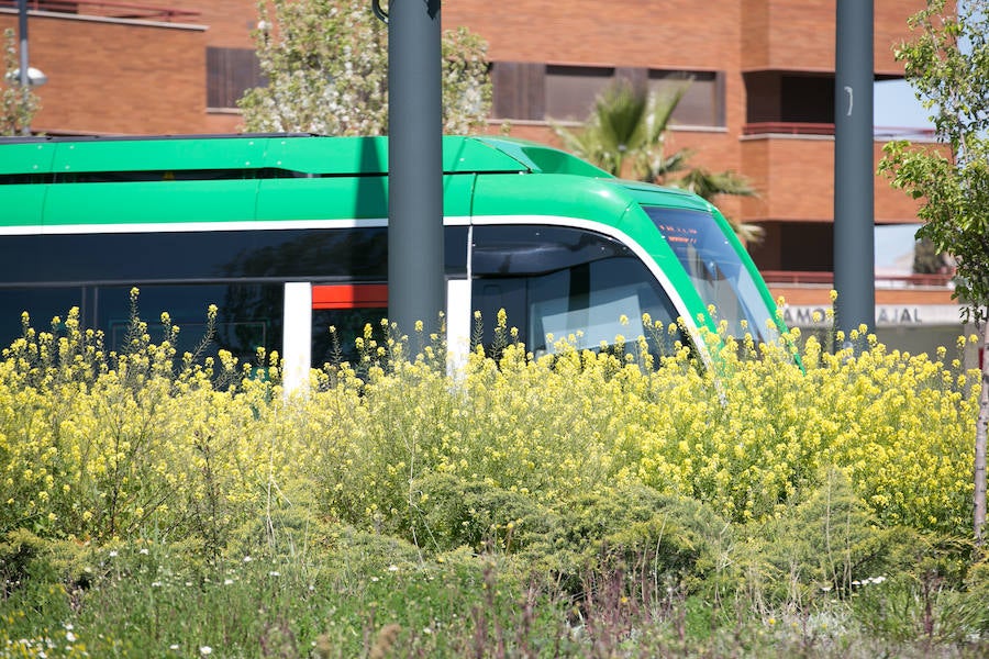 La lluvia ha hecho florecer a estas bellas plantas que inundan los campos abandonados, las cunetas y grandes zonas de la Vega de Granada 