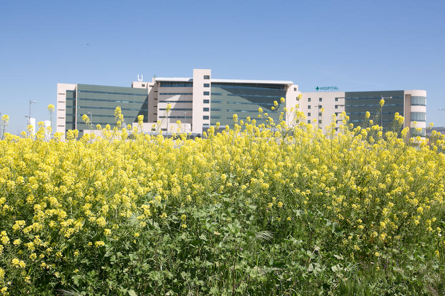 La lluvia ha hecho florecer a estas bellas plantas que inundan los campos abandonados, las cunetas y grandes zonas de la Vega de Granada 