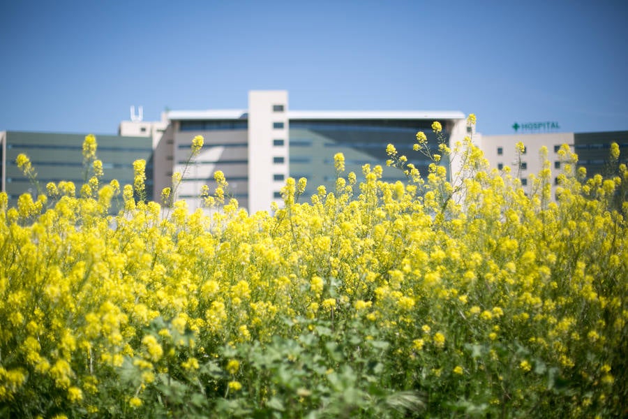 La lluvia ha hecho florecer a estas bellas plantas que inundan los campos abandonados, las cunetas y grandes zonas de la Vega de Granada 