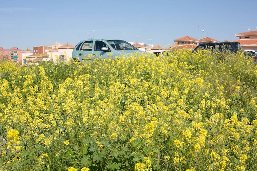 La lluvia ha hecho florecer a estas bellas plantas que inundan los campos abandonados, las cunetas y grandes zonas de la Vega de Granada 