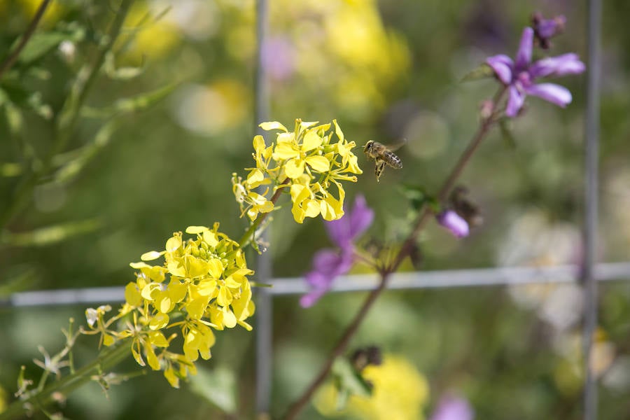 La lluvia ha hecho florecer a estas bellas plantas que inundan los campos abandonados, las cunetas y grandes zonas de la Vega de Granada 