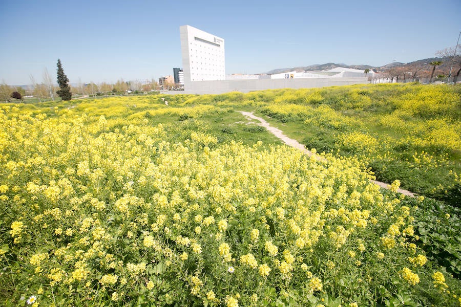 La lluvia ha hecho florecer a estas bellas plantas que inundan los campos abandonados, las cunetas y grandes zonas de la Vega de Granada 