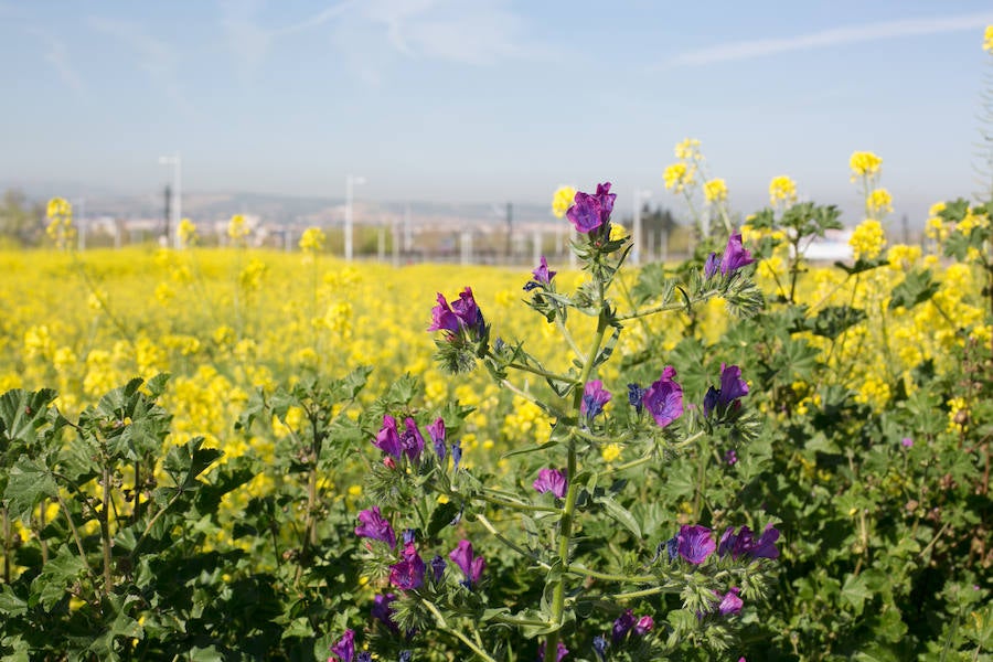 La lluvia ha hecho florecer a estas bellas plantas que inundan los campos abandonados, las cunetas y grandes zonas de la Vega de Granada 