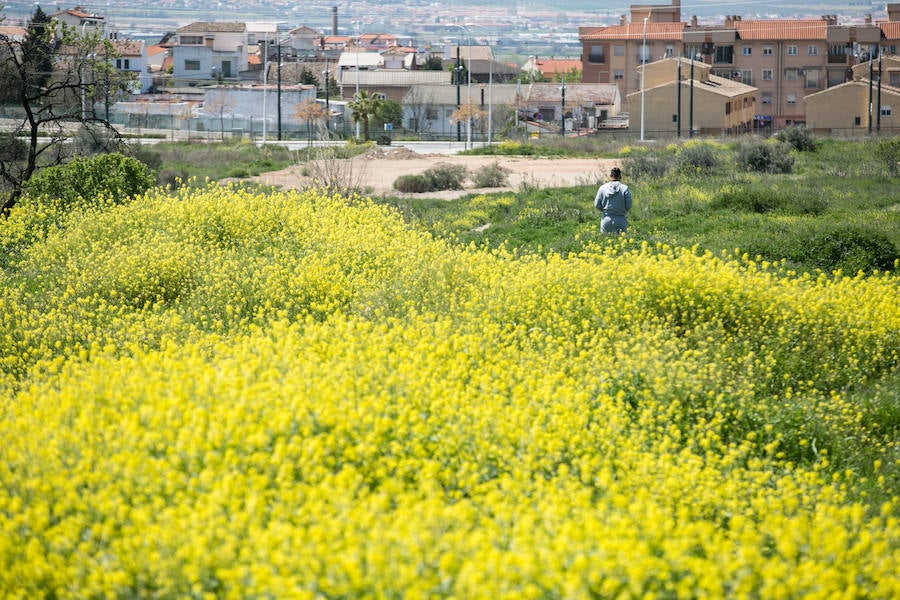 La lluvia ha hecho florecer a estas bellas plantas que inundan los campos abandonados, las cunetas y grandes zonas de la Vega de Granada 