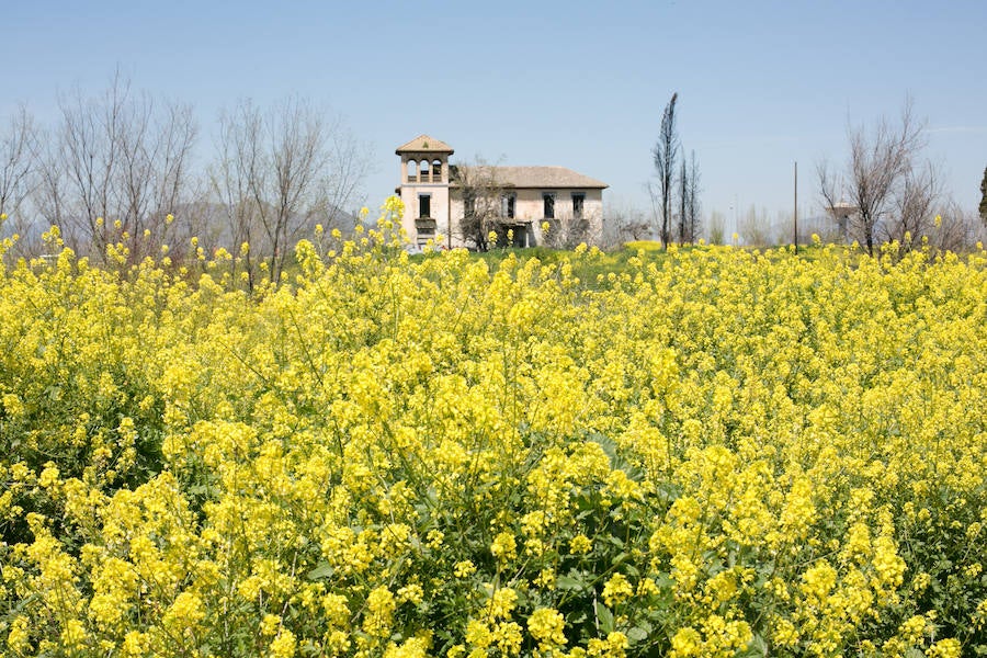 La lluvia ha hecho florecer a estas bellas plantas que inundan los campos abandonados, las cunetas y grandes zonas de la Vega de Granada 