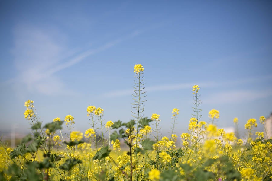 La lluvia ha hecho florecer a estas bellas plantas que inundan los campos abandonados, las cunetas y grandes zonas de la Vega de Granada 