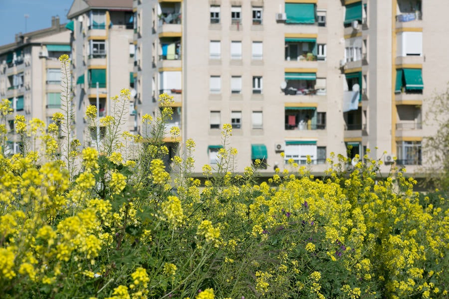 La lluvia ha hecho florecer a estas bellas plantas que inundan los campos abandonados, las cunetas y grandes zonas de la Vega de Granada 