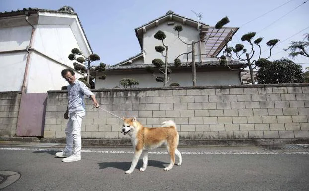 Yamaguchi pasea uno de sus perros Akita. 