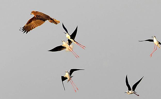 Un grupo de cigüeñuelas acosa a un aguilucho lagunero que intenta cazar a sus polluelos, sobre un espacio húmedo del sureste ibérico