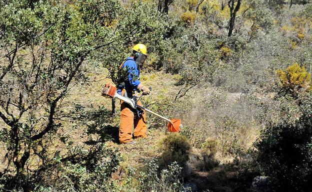 Trabajadores especializados realizan desbroces, cortas y sacas de madera en Sierra Nevada, de la red de Parques Nacionales