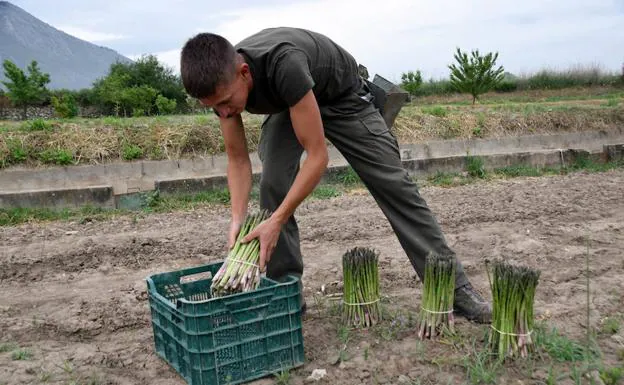 Trabajar para perder dinero en terreno 'panciverde'