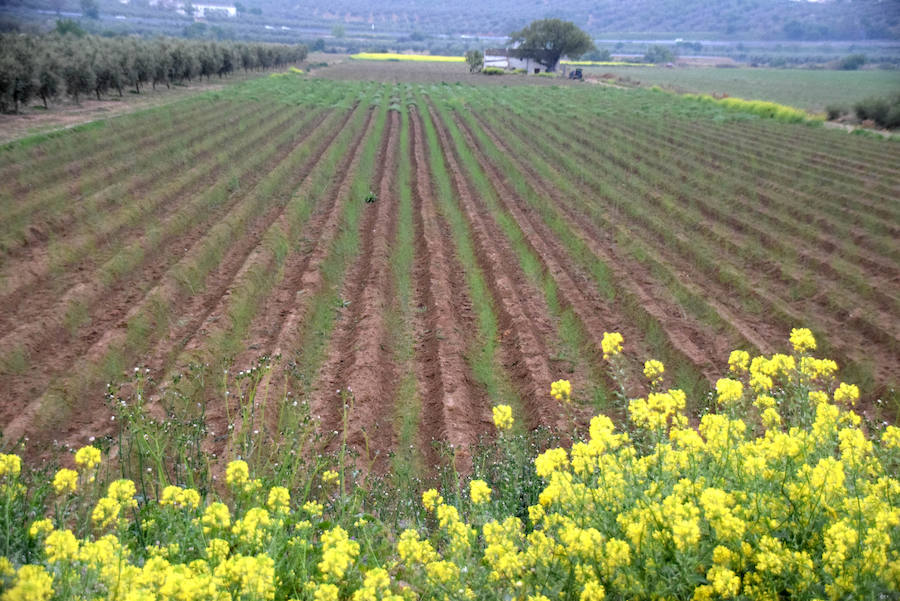 La temporada de espárragos se ha visto afectada por las condiciones climatológicas; hay una sobreproducción que ahora no tiene salida en el mercado.