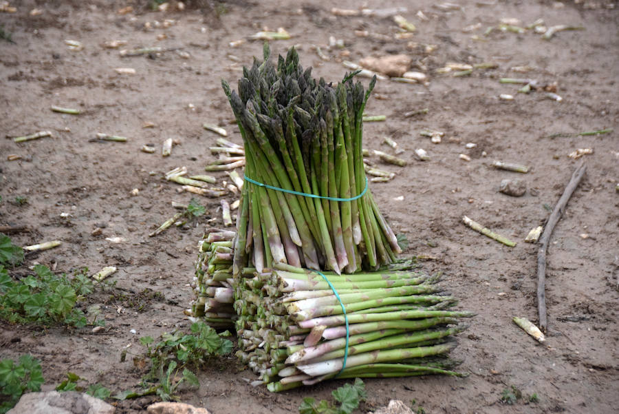 La temporada de espárragos se ha visto afectada por las condiciones climatológicas; hay una sobreproducción que ahora no tiene salida en el mercado.