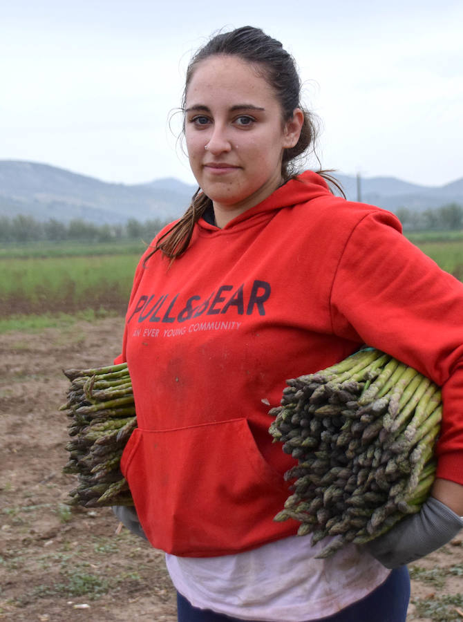 La temporada de espárragos se ha visto afectada por las condiciones climatológicas; hay una sobreproducción que ahora no tiene salida en el mercado.