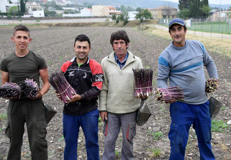 La temporada de espárragos se ha visto afectada por las condiciones climatológicas; hay una sobreproducción que ahora no tiene salida en el mercado.