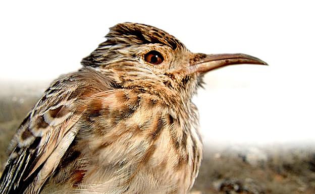Alondra ricotí, un ave extinta en muchos de sus territorios del sureste ibérico
