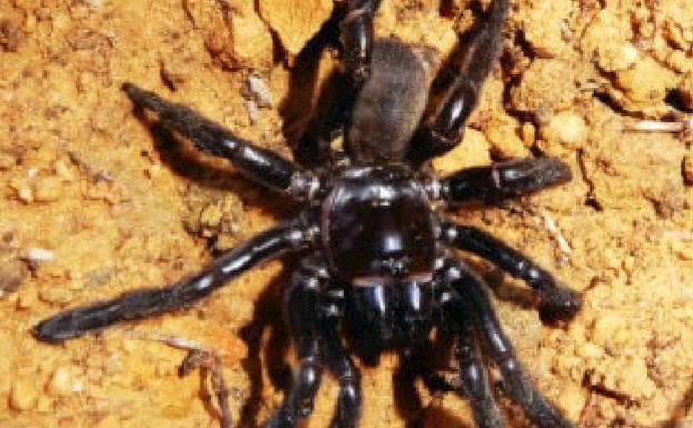 Muere la araña más longeva que se haya conocido en la historia