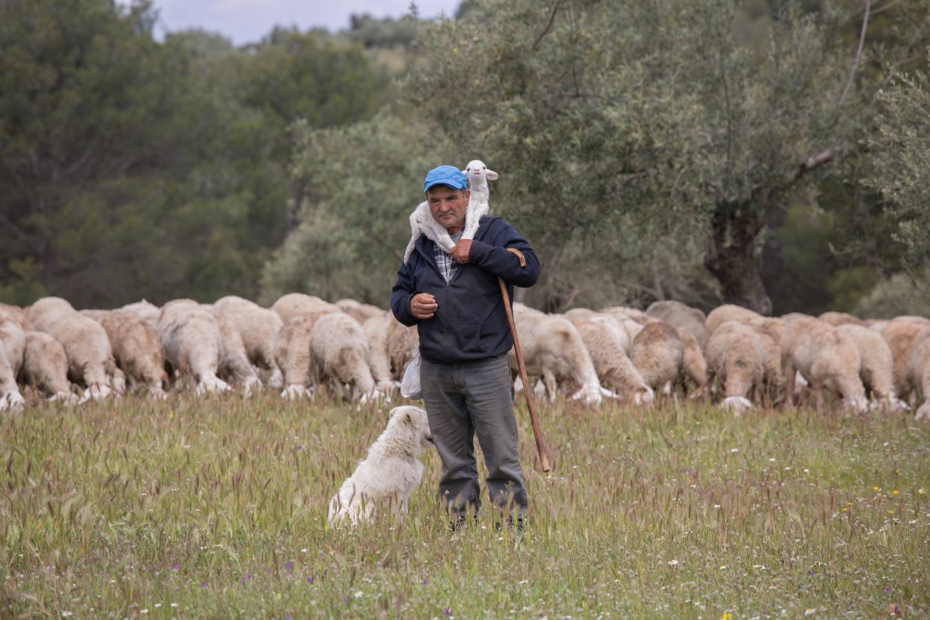 En el Generalife se encuentra la Puerta de los Carneros, donde se ubicaba el ganado del sultán. La idea que busca transmitir la Junta es que la Alhambra «no es solo cultura, patrimonio, arte o turismo –razona Reynaldo Fernández–, también es campo, agricultura y ganadería»