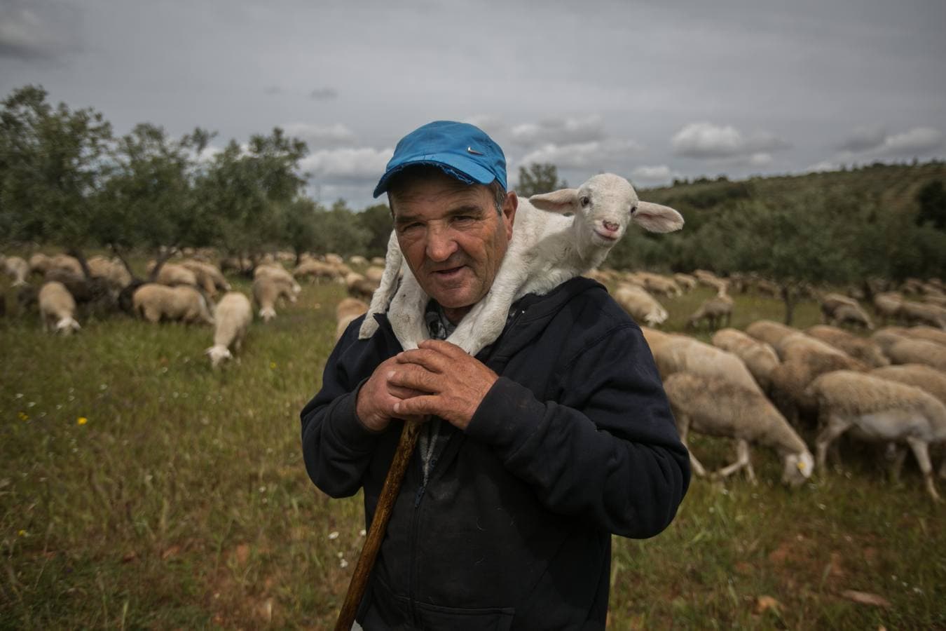 En el Generalife se encuentra la Puerta de los Carneros, donde se ubicaba el ganado del sultán. La idea que busca transmitir la Junta es que la Alhambra «no es solo cultura, patrimonio, arte o turismo –razona Reynaldo Fernández–, también es campo, agricultura y ganadería»