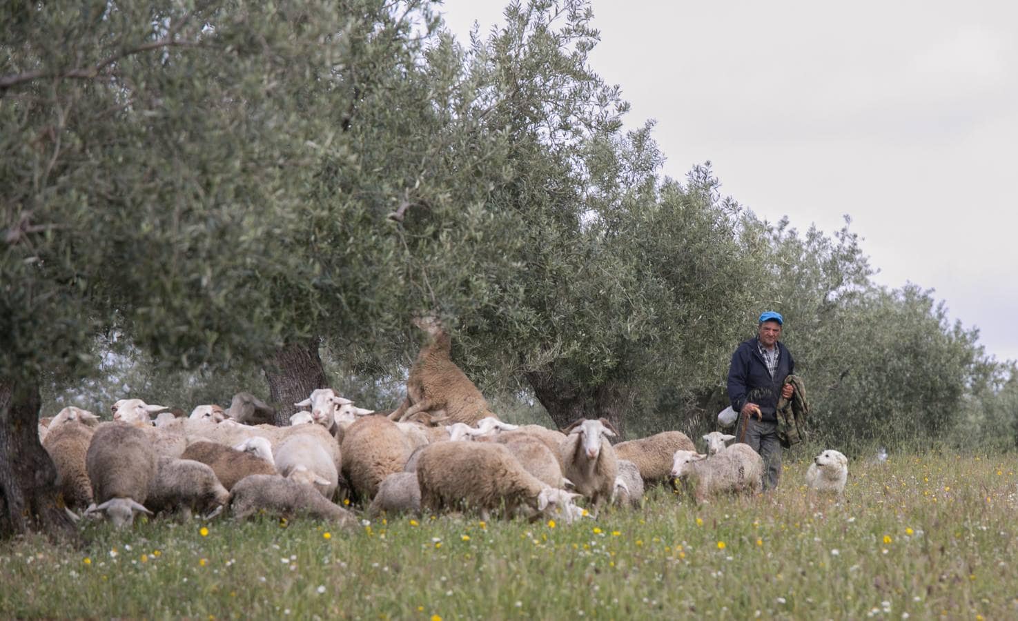 En el Generalife se encuentra la Puerta de los Carneros, donde se ubicaba el ganado del sultán. La idea que busca transmitir la Junta es que la Alhambra «no es solo cultura, patrimonio, arte o turismo –razona Reynaldo Fernández–, también es campo, agricultura y ganadería»