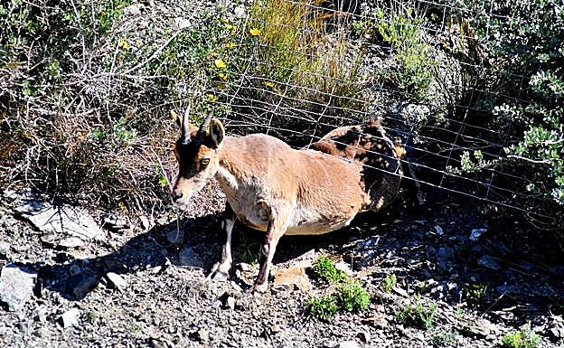 La imagen muestra la forma en la que las cabras montesas logran rebasar las alambradas