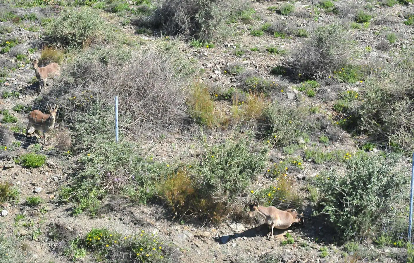 Laas cabras localizan un punto en el que la tela metálica no está sujeta al suelo. Mientras unas cabras observan, la primera de ellas intenta rebasar la barrera