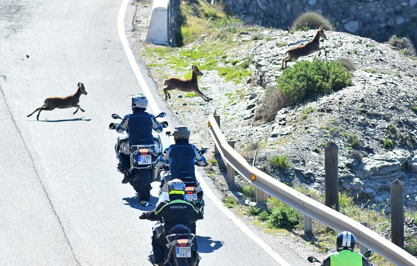 La llegada de un grupo de motoristas les asusta y cruzan a todo correr la calzada. Los motoristas habían reducido su velocidad para permitir el paso de las cabras montesas