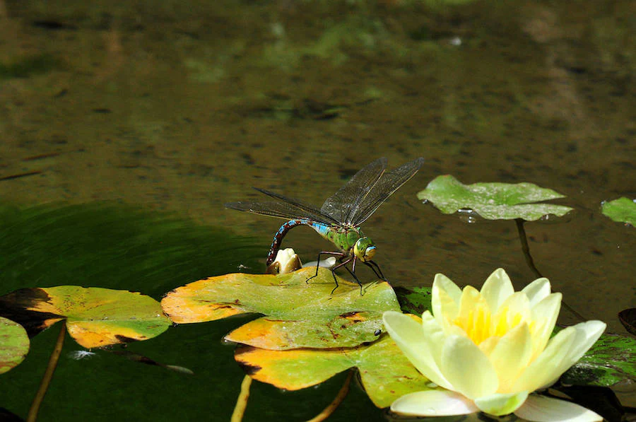 lírios acuáticos y cancel de las ninfas, flores del agua | Ideal