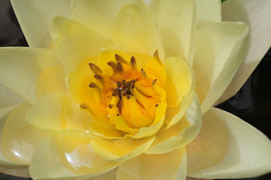 El interior de una flor de nenúfar es un mundo de néctar.