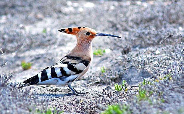 Una abubilla busca alimento entre areans salinizadas