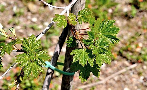 Hojsa nuevas de un joven Arce de Granada