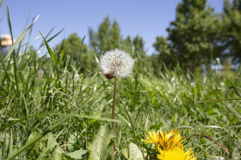 Se trata de una estampa clásica en la primavera granadina