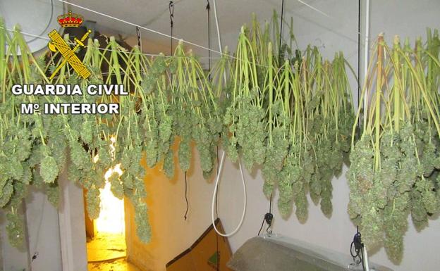Intervienen más de 2.700 plantas de marihuana en un solo día en la provincia de Granada