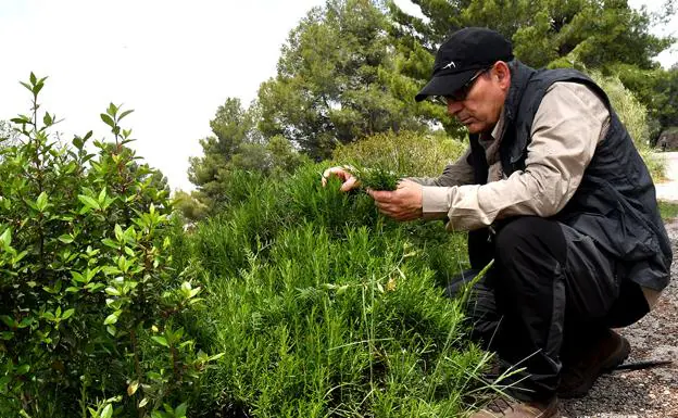 Es habitual recolectar plantas aromáticas como el romero