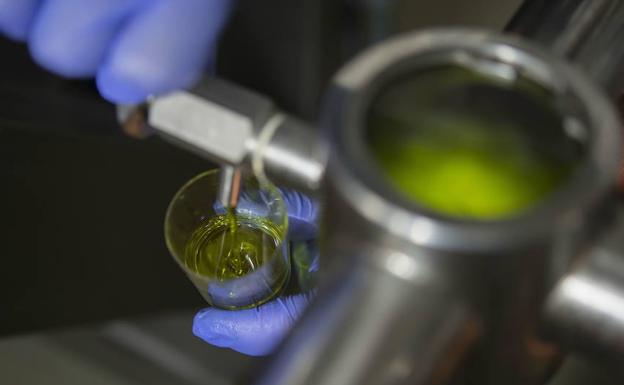 El sector oleícola alerta del desplome en precios del aceite de oliva en origen