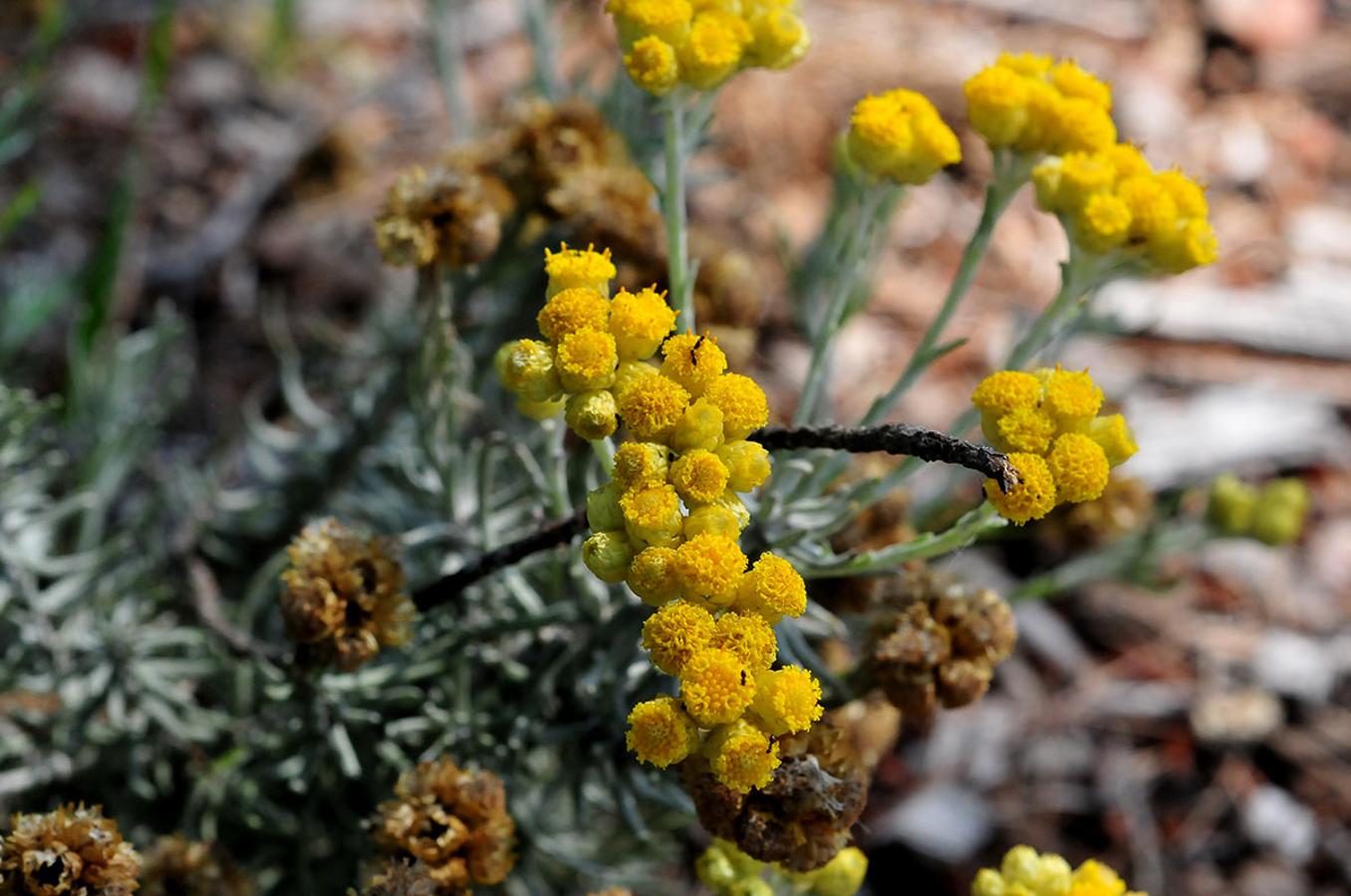 Manzanilla basta. Helichrysum italicum, En el poniente granadino se usa como estropajo.